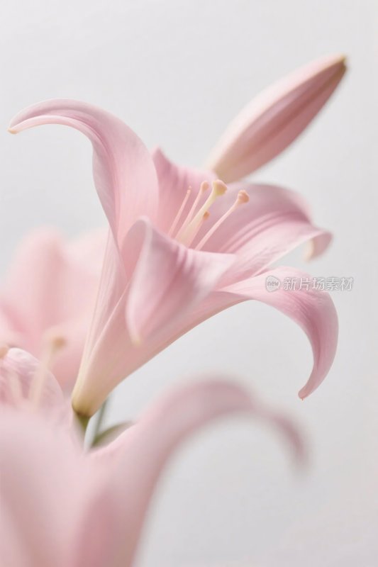 粉色百合花特写