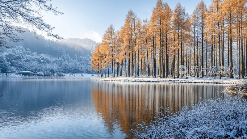 唯美冬景湖水边的水杉树林