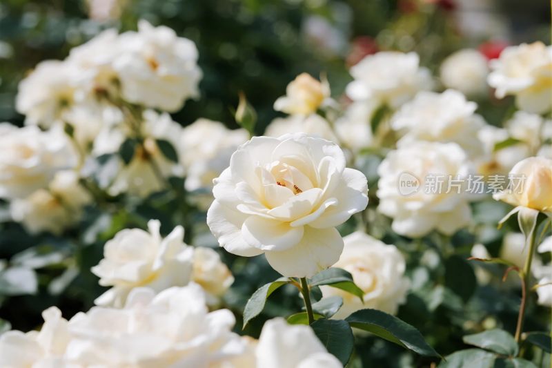 白色玫瑰花丛景象