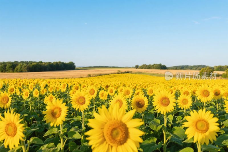 向日葵田园风景图