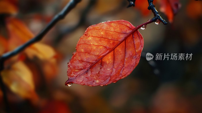 秋红秋雨绵绵