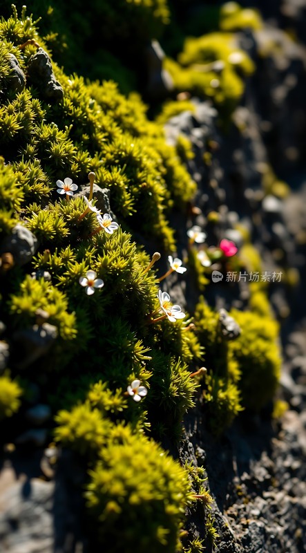 阳光下的青苔与小花