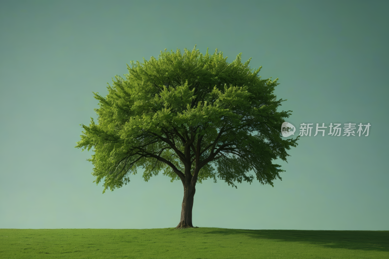 草地里的树蓝天高清图片