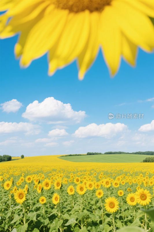 向日葵田园风景