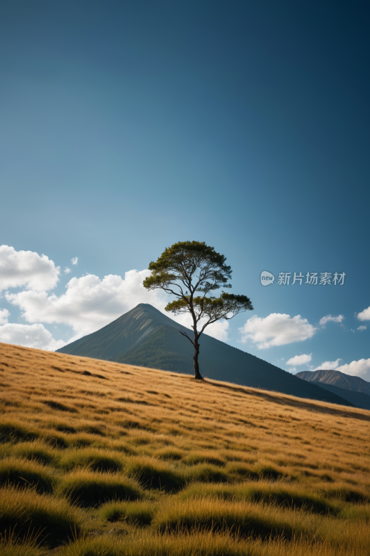 一片草地中央一棵孤树高清风景图片