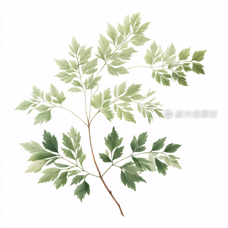 手绘绿色植物枝叶插画