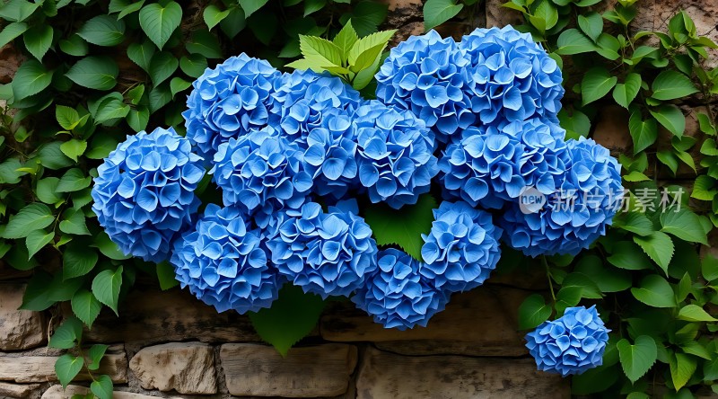 蓝绣球花与绿叶映衬下的石墙