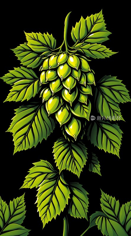 绿色啤酒花