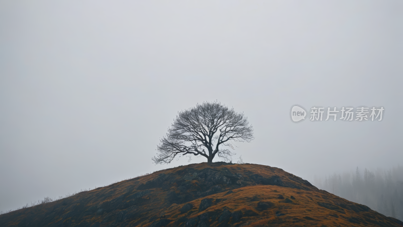 雾山山上的一棵孤树风景风光高清图片