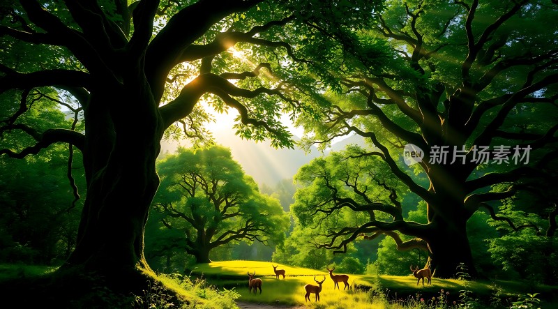 阳光下的森林秘境