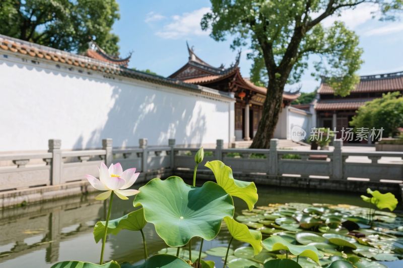 古建池塘荷花景观