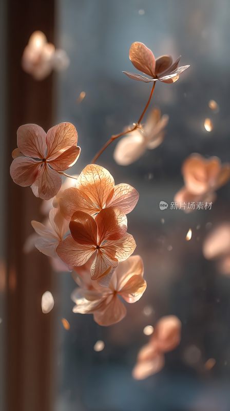 梦幻唯美的飘落花朵