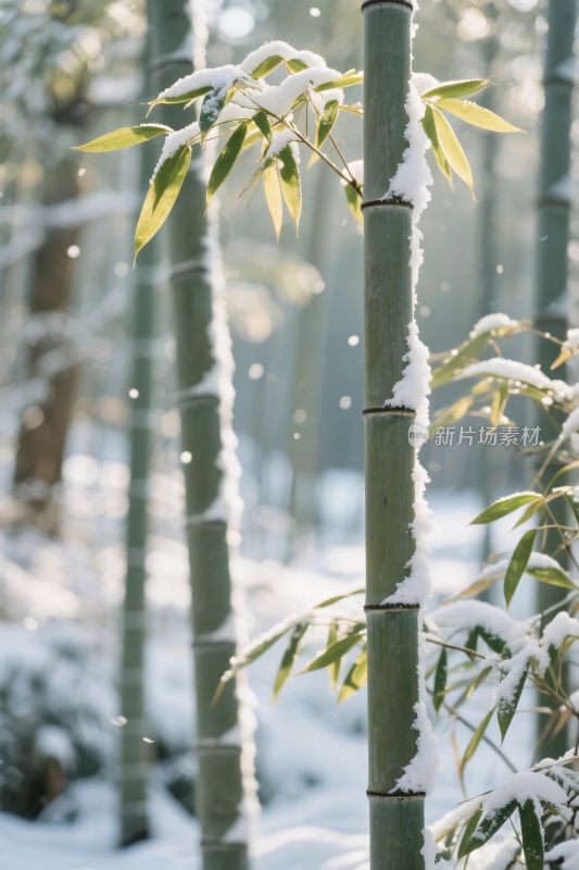 冬日竹林雪景