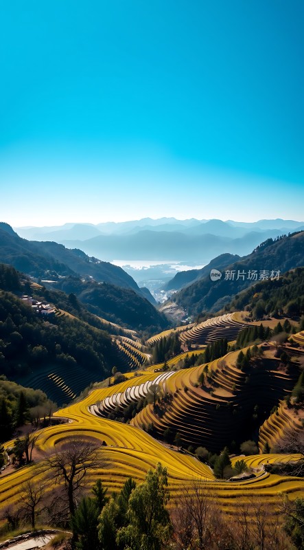 梯田风光层叠金黄山峦起伏蓝天映衬下的自然美景