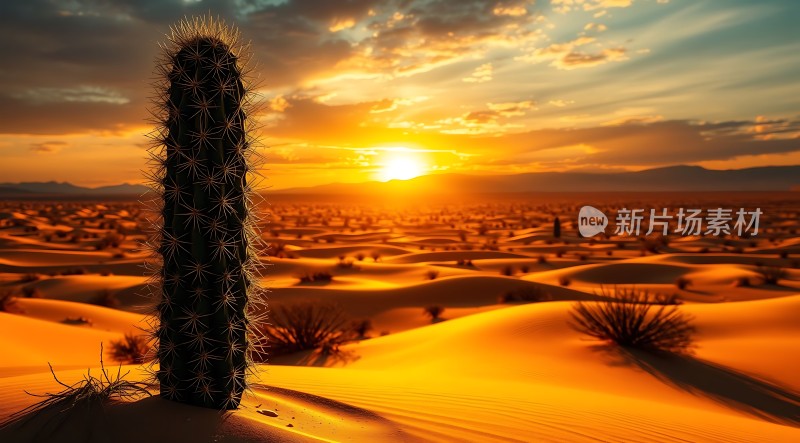 沙漠日落下的坚韧仙人掌