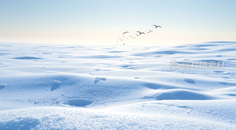 雪原上的自由飞翔