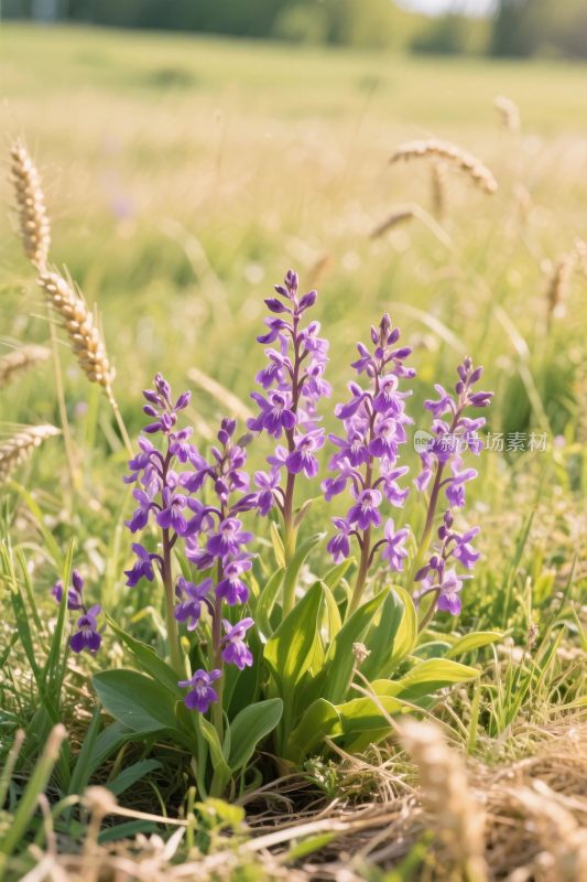 草地紫色野花风景