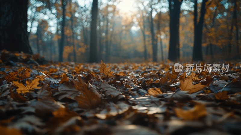 秋叶落叶飘零的森林