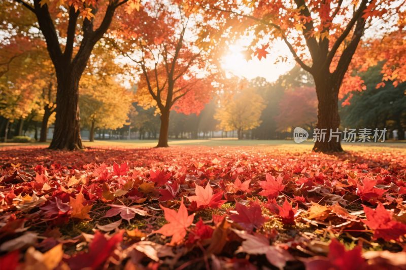秋林红叶风景图