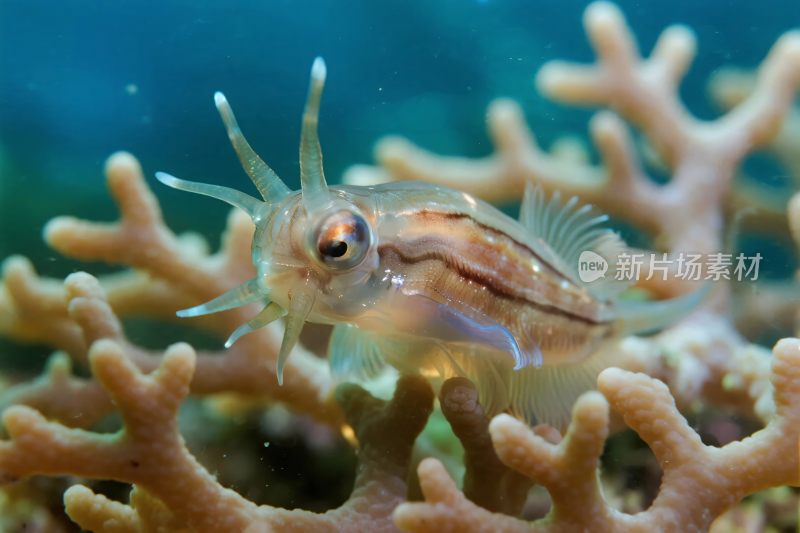 珊瑚丛中的小鱼特写