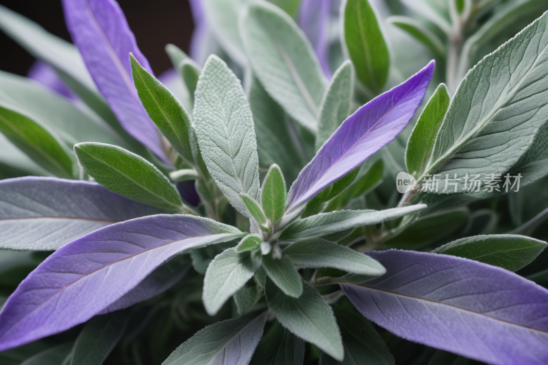 一种植物特写上面有紫色的叶子高清风景图片