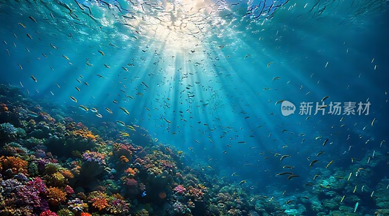 阳光下的海底世界