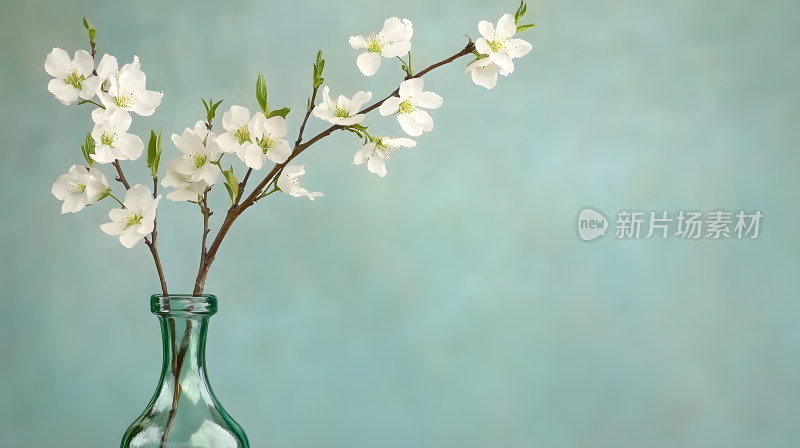 透明玻璃花瓶中白色花朵