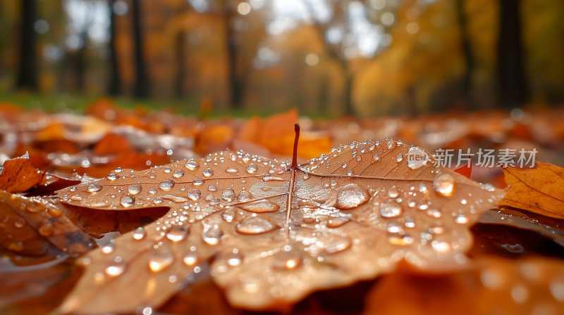 秋天枫叶4秋叶上的雨滴 秋天的落叶