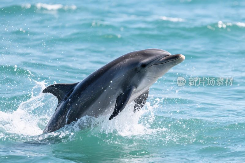 海豚跃出水面