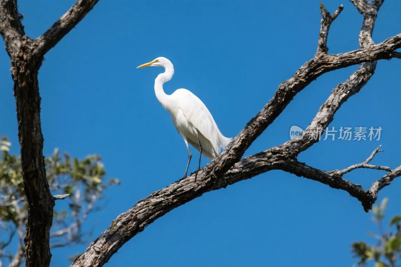 白鹭栖息树枝上