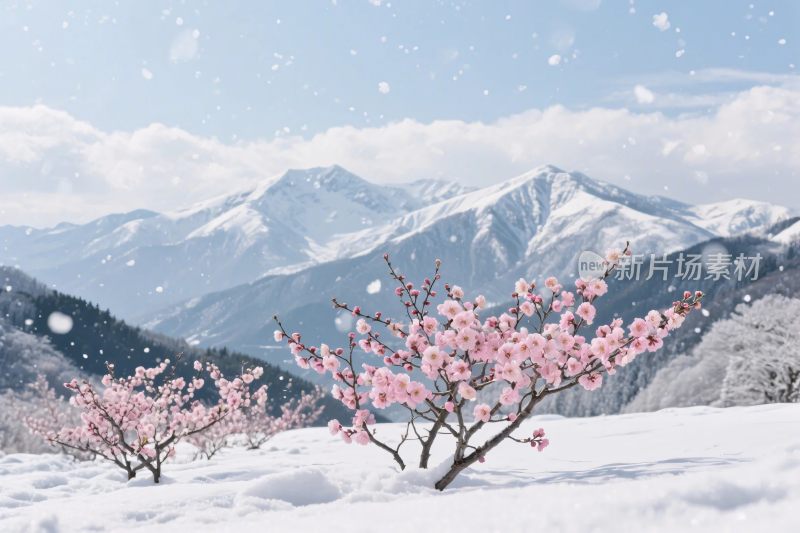 雪山樱花雪景图