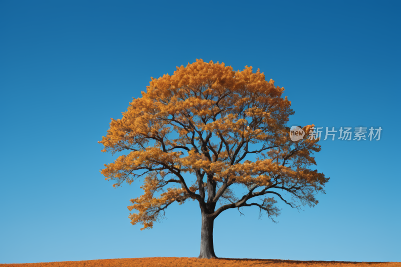 山上一棵孤树蓝天