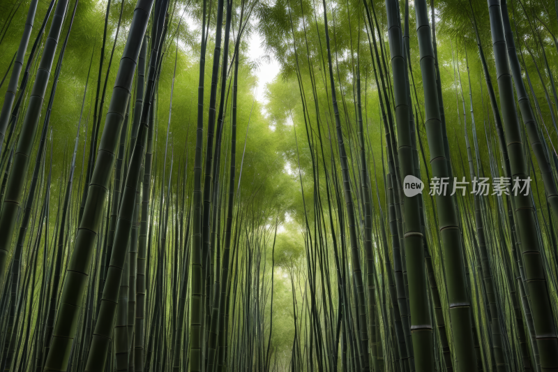 竹林的地图一条小路通向竹林高清图片