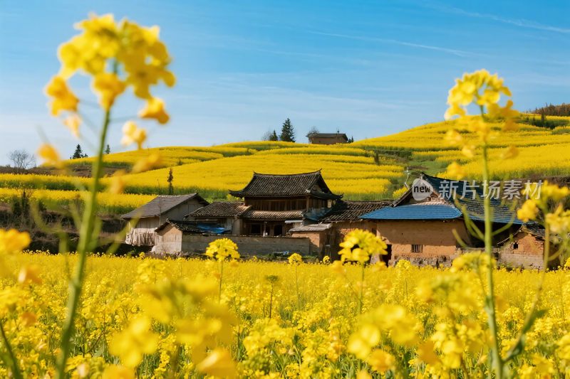 乡村油菜花田园风光