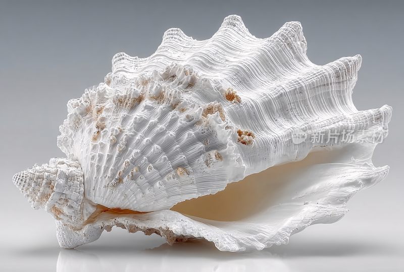 精美白色海螺特写