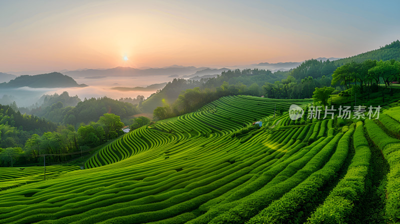 晨曦云雾缭绕的茶园茶山采茶茶文化绿茶春茶