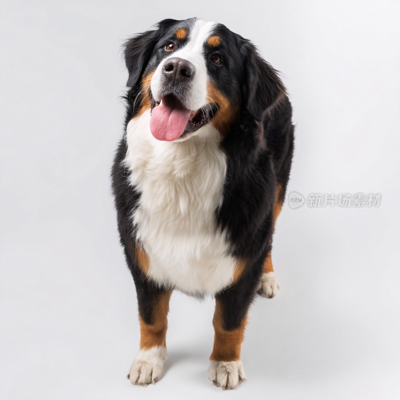 可爱伯恩山犬宠物写真