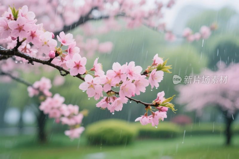 春日樱花雨景