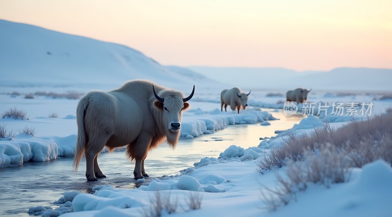 雪原上的羚羊群