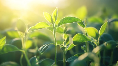 阳光茶芽