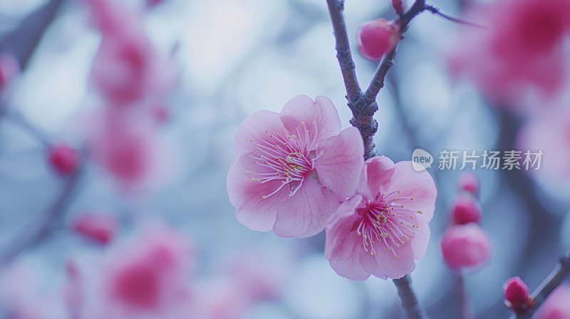 冬天树枝花朵冬季雪景飘雪寒梅