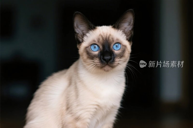暹罗猫特写照片