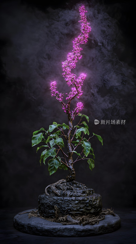 一棵鲜艳粉红色花朵盆景树