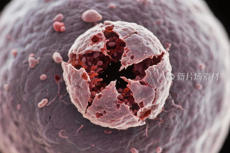 微生物细胞显微图