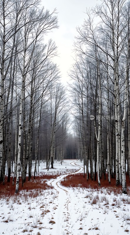 雪地小径上的宁静森林