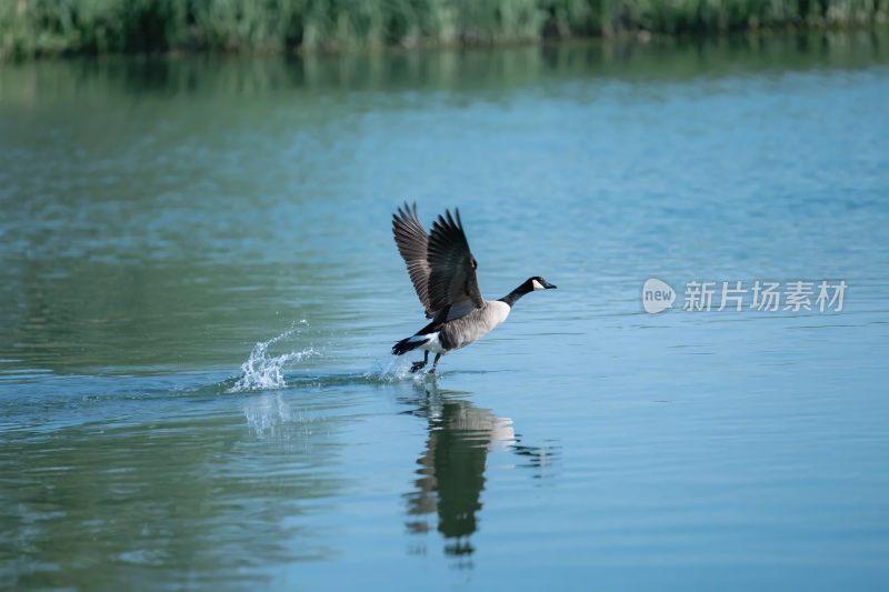 水鸟起飞水面瞬间