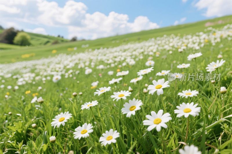 草地雏菊风景图