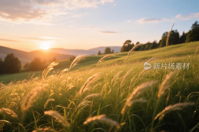 夕阳下的草地风景