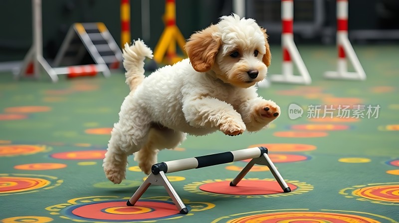 小狗跃过障碍物展现活力与敏捷