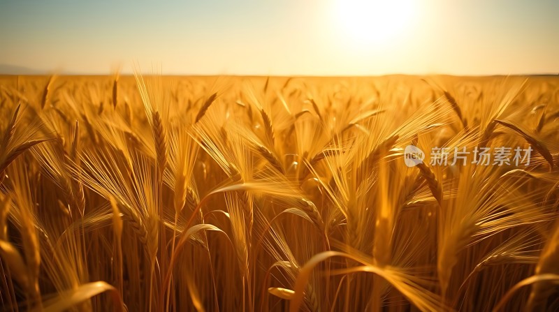 金色麦浪阳光下的丰收景象